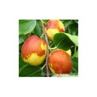 棗樹苗出售、棗樹出售、價格優(yōu)惠