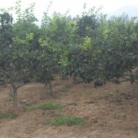 供應各種規(guī)格是山楂樹，山杏樹，山桃樹