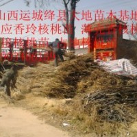 供應(yīng)30公分-1.5米香玲核桃苗4-4.8元、香玲核桃苗價格表