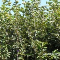 供應(yīng)優(yōu)質(zhì)品種柿子苗 晉城柿子苗價格供應(yīng)