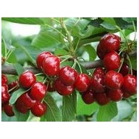 供應(yīng)各種品種規(guī)格櫻桃苗，櫻桃樹(shù)