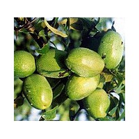 供應大量木瓜，櫻花，紫葉李，紫薇，大葉女貞，欒樹等