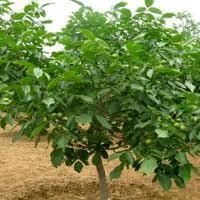 優(yōu)質(zhì)品種核桃苗供應(yīng) 核桃苗價(jià)格