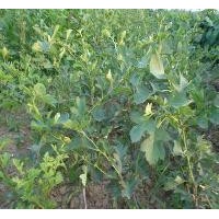 出售山楂樹苗 成品山楂苗價格