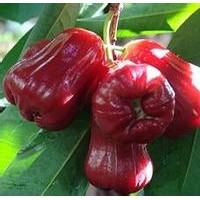 泰國蓮霧小苗批發(fā)