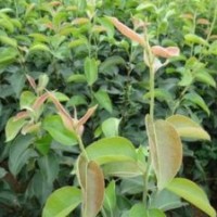 供應(yīng)0.5以上梨樹實(shí)生苗12萬（0.5元/棵）