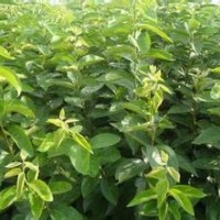 柿子苗3-10公分柿子樹山西柿子苗產(chǎn)地山西柿子苗批發(fā)