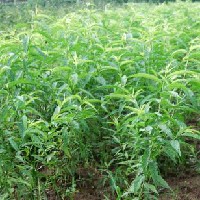 出售一年生實(shí)生桃樹苗，量大從優(yōu)