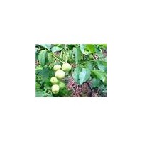 核桃苗 核桃苗價(jià)格 山西核桃苗價(jià)格