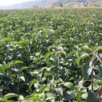 供應(yīng)寒富蘋果苗