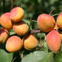 山西仁用杏苗木基地供應仁用杏苗木出售仁用杏