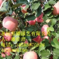 供應(yīng)山東蘋果苗 0.6-4公分 自家種植