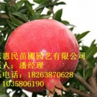 供應(yīng)山東泰安石榴苗 1-2年苗 原生 嫁接苗