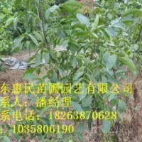 供應(yīng)山東核桃苗 占地用0.5-3公分