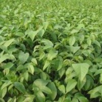 長期供應(yīng)各類種苗