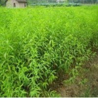 毛桃苗行情=毛桃苗供應(yīng)=毛桃苗批發(fā)