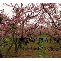 桃樹(shù)出售、7、8公分桃樹(shù)大量供應(yīng)