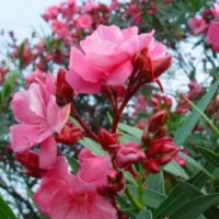 夾竹桃小苗，夾竹桃批發(fā)，湖南夾竹桃價(jià)格