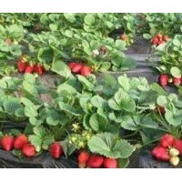 泰安草莓價(jià)格_草莓栽培_供應(yīng)草莓苗_草莓選購(gòu)
