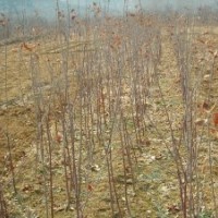 批發(fā)供應(yīng) 大櫻桃苗/大櫻桃小苗，自種自銷