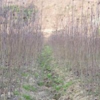 批發(fā)供應(yīng) 香椿苗/香椿小苗，椿芽苗/春芽小苗，自種自銷