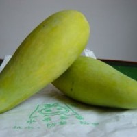 供應芒果苗 漢塘基地 實生苗 臺農 一號 金煌芒等