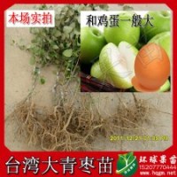 供應蜜絲棗 臺灣大青棗 高朗一號 果又大又甜