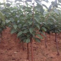 煙臺自家栽培大櫻桃苗出售1-3年美早 紅燈