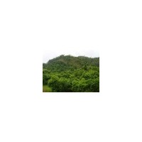 各種規(guī)格精品楊梅樹兩萬株，香樟一萬株，四川紅花紫薇，羅漢松，