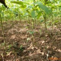 核桃苗山西核桃苗批發(fā)核桃苗種植核桃苗價(jià)格嫁接核桃苗