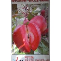 紅色之愛蘋果苗遼寧經(jīng)銷商
