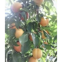 大紅袍李子苗遼寧....經(jīng)銷商