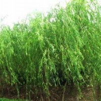 湖南枇杷樹,垂柳樹,樸樹,綠盛