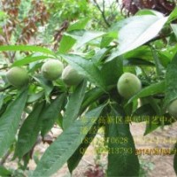 山東泰安桃樹嫁接苗批發(fā)價(jià)格