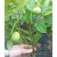 清香核桃苗供應(yīng)|遼系核桃苗價(jià)格|香玲核桃苗山西供應(yīng)商