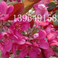 北美海棠，木瓜苗，流蘇苗，果樹(shù)苗