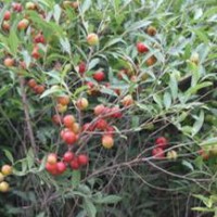 鈣果苗歐李苗大量出售、大量鈣果苗歐李苗低價優(yōu)惠供應