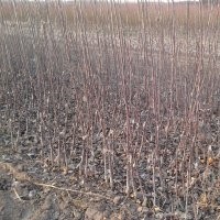 北美海棠樹果樹苗銷售