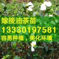 高產油茶苗價格優(yōu)惠,油茶樹苗批發(fā)福建,湖北,江西,廣東,浙江,安徽