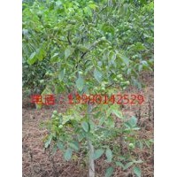 8518核桃苗，香玲核桃苗，綿陽優(yōu)良核桃苗