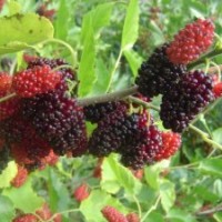 供應(yīng)果桑苗、桃樹(shù)苗、櫻桃苗、山楂苗、板栗苗、軟棗苗、柿子苗、