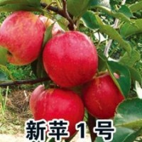 長春出售葡萄苗，佳木斯哪有出售葡萄苗的，牡丹江葡萄苗