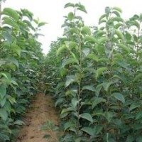 山東優(yōu)質(zhì)梨樹(shù)苗