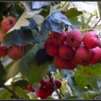 供應(yīng)大金星山楂果 養(yǎng)胃健身山楂 開胃山楂果 優(yōu)質(zhì)山楂果