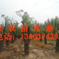 供應(yīng)觀景棗樹