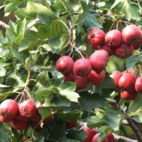 大量供應(yīng)山楂