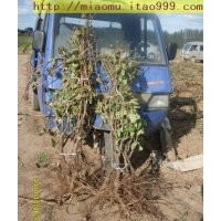 5-8公分黃金梨占地梨樹|3-5公分占地葡萄樹