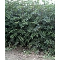 低價(jià)供應(yīng)大紅袍花椒苗,皂角苗