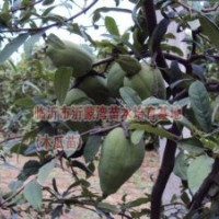 供應(yīng)皺皮木瓜苗、木瓜樹