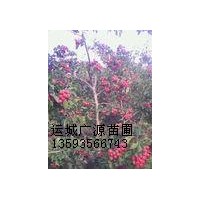 果樹苗木出售、5-7公分山楂樹出售、果樹苗木價格